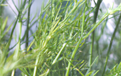 Asparagus densiflorus: Tutto quello che devi sapere