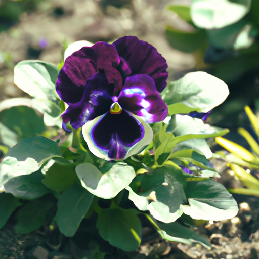 Viola del pensiero: tutto quello che devi sapere, trattamenti e come coltivarla 1 Viola del pensiero: tutto quello che devi sapere, trattamenti e come coltivarla