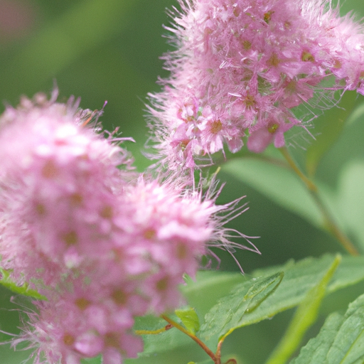 Spiraea japonica: Tutto quello che devi sapere