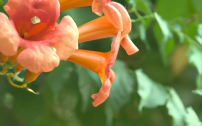 Campsis radicans: Tutto quello che devi sapere, come trattarla naturalmente