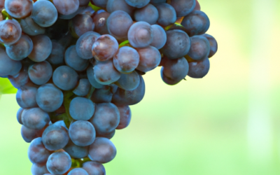 Uva moscata: Tutto quello che devi sapere