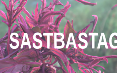Agastache: Tutto quello che devi sapere