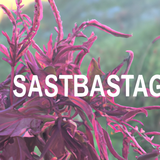 Agastache: Tutto quello che devi sapere