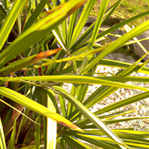 Rhapis excelsa: tutto quello che devi sapere, trattamenti e come coltivarla 1 Rhapis excelsa: tutto quello che devi sapere, trattamenti e come coltivarla