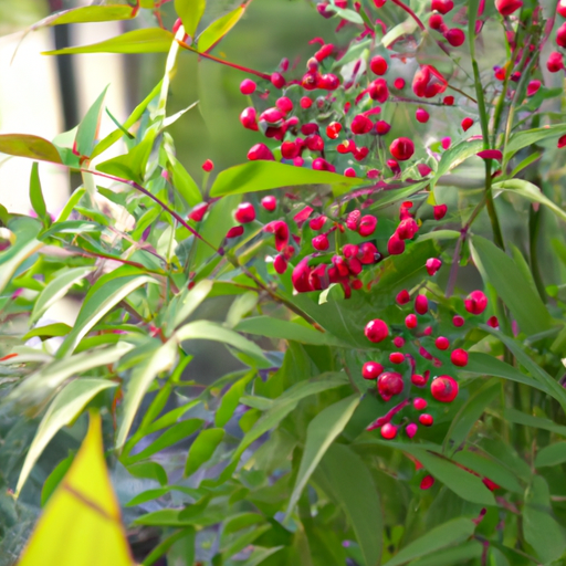 Nandina domestica: tutto quello che devi sapere, trattamenti e come coltivarla