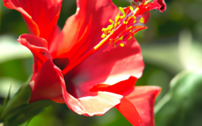 Hibiscus coccineus: Tutto quello che devi sapere