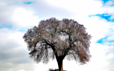 Albero di giada: come coltivarlo e prendersene cura