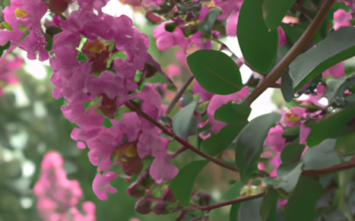 Lagerstroemia: tutto quello che devi sapere, trattamenti e come coltivarla