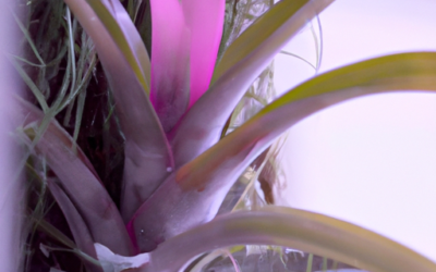 tillandsia cyanea: tutto quello che devi sapere, trattamenti e come coltivarla