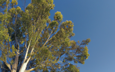 Albero pepe rosa