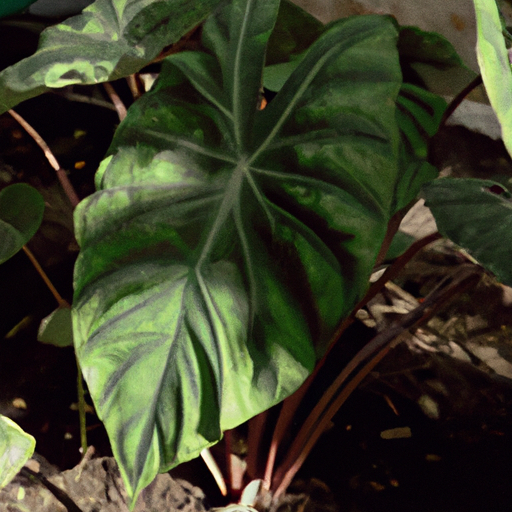 Alocasia: tutto quello che devi sapere, trattamenti e come coltivarla