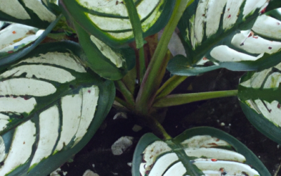 Dieffenbachia: tutto quello che devi sapere, trattamenti e come coltivarla