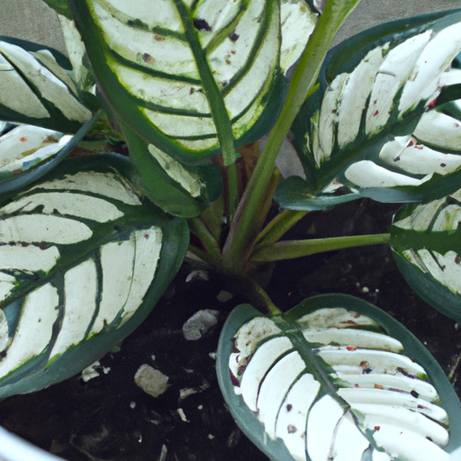 Dieffenbachia: tutto quello che devi sapere, trattamenti e come coltivarla
