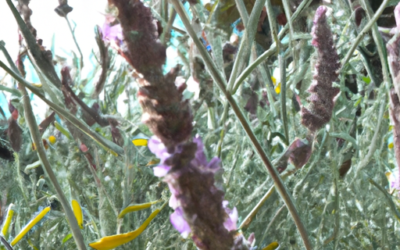 Perovskia atriplicifolia: Tutto quello che devi sapere, come trattarla naturalmente