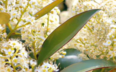Photinia fraseri: Tutto quello che devi sapere
