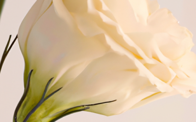 Eustoma grandiflorum: Tutto quello che devi sapere