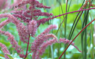 Astilbe: tutto quello che devi sapere, trattamenti e come coltivarla
