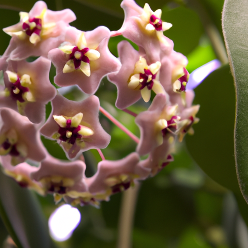 Hoya camosa: tutto quello che devi sapere, trattamenti e come coltivarla 1 Hoya camosa: tutto quello che devi sapere, trattamenti e come coltivarla