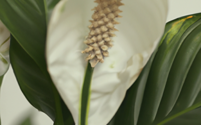 spathiphyllum: tutto quello che devi sapere, trattamenti e come coltivarla
