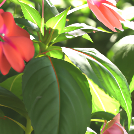 impatiens: tutto quello che devi sapere, trattamenti e come coltivarla