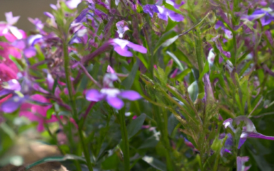 Lobelia: tutto quello che devi sapere, trattamenti e come coltivarla