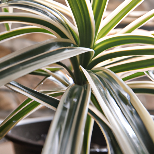 Dracena: tutto quello che devi sapere, trattamenti e come coltivarla 1 Dracena: tutto quello che devi sapere, trattamenti e come coltivarla