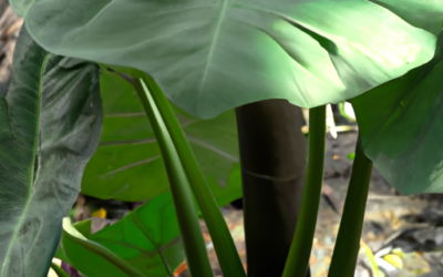 Alocasia: tutto quello che devi sapere, trattamenti e come coltivarla