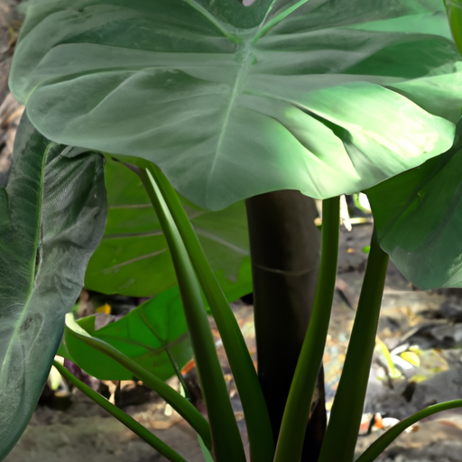Alocasia: tutto quello che devi sapere, trattamenti e come coltivarla