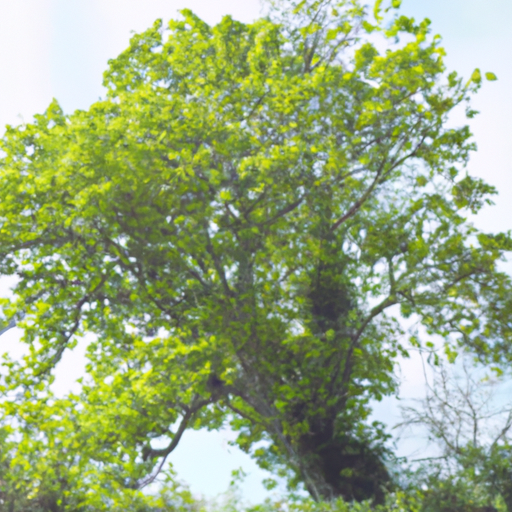 Albero di giada: come coltivarlo e prendersene cura