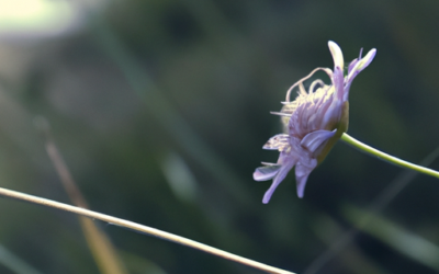 Erba cipollina selvatica