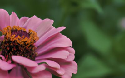Zinnia: tutto quello che devi sapere, trattamenti e come coltivarla