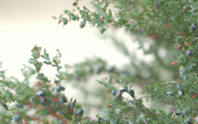 Juniperus horizontalis: Tutto quello che devi sapere