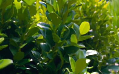 Buxus: tutto quello che devi sapere, trattamenti e come coltivarla