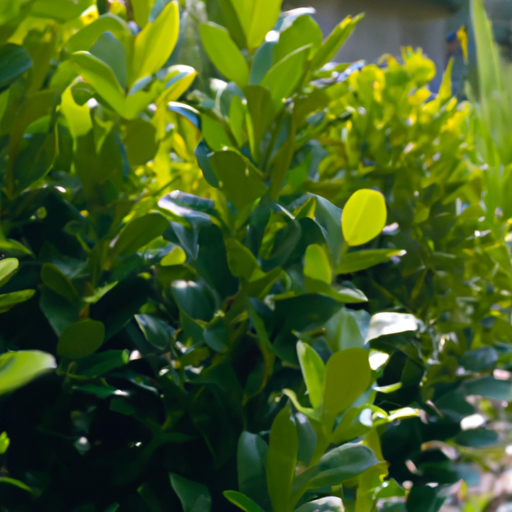 Buxus: tutto quello che devi sapere, trattamenti e come coltivarla