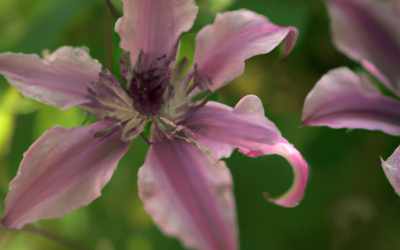 Clematis armandii: Tutto quello che devi sapere
