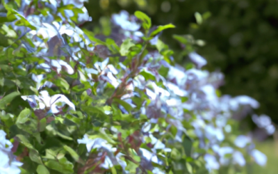 Plumbago: tutto quello che devi sapere, trattamenti e come coltivarla