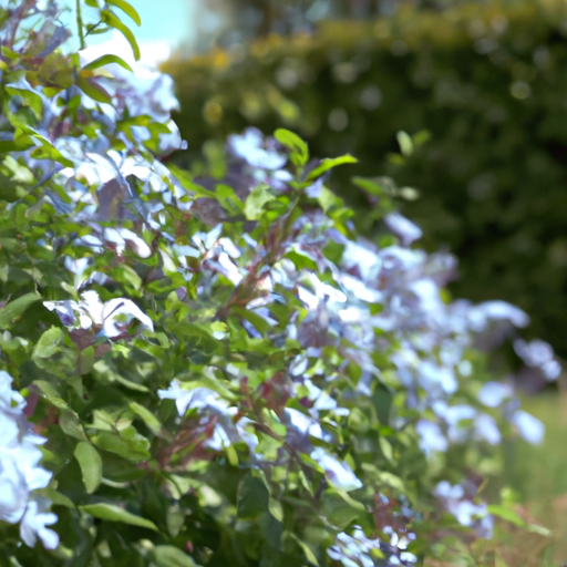 Plumbago: tutto quello che devi sapere, trattamenti e come coltivarla