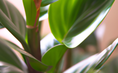zamioculcas: tutto quello che devi sapere, trattamenti e come coltivarla