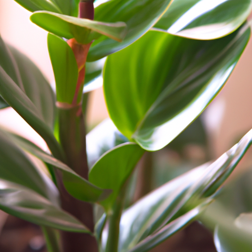 zamioculcas: tutto quello che devi sapere, trattamenti e come coltivarla