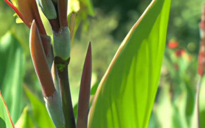 Canna Indica: Guida 2026 a Coltivazione e Cura