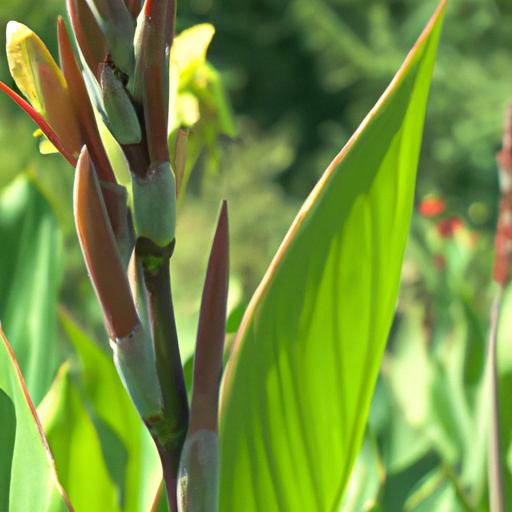 Canna Indica: Guida 2026 a Coltivazione e Cura