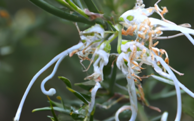 grevillea rosmarinifolia: Tutto quello che devi sapere