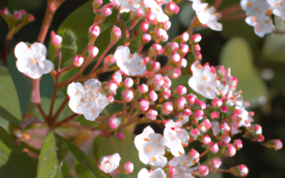 viburnum tinus: tutto quello che devi sapere, trattamenti e come coltivarla