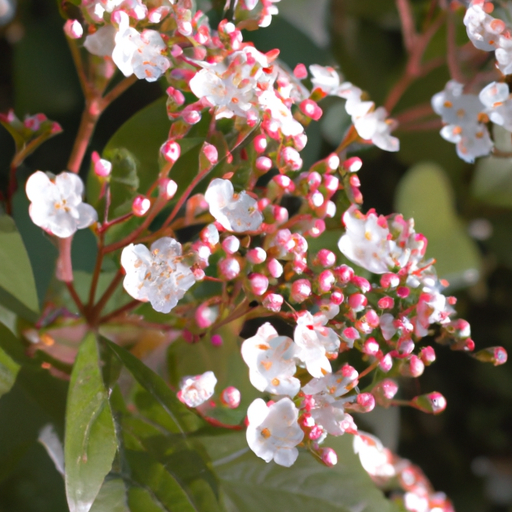 viburnum tinus: tutto quello che devi sapere, trattamenti e come coltivarla