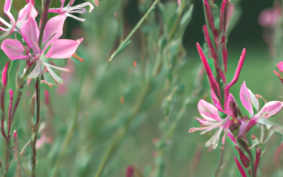 Gaura: tutto quello che devi sapere, trattamenti e come coltivarla