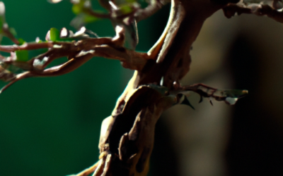 Bonsai costi: Tutto quello che devi sapere