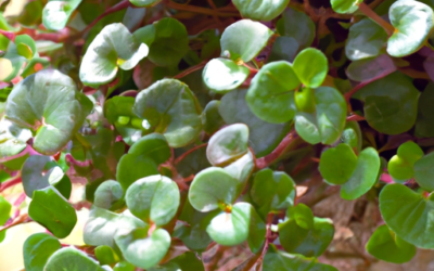 Dichondra argentea: Tutto quello che devi sapere