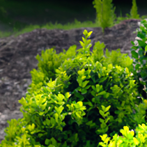 Buxus: tutto quello che devi sapere, trattamenti e come coltivarla