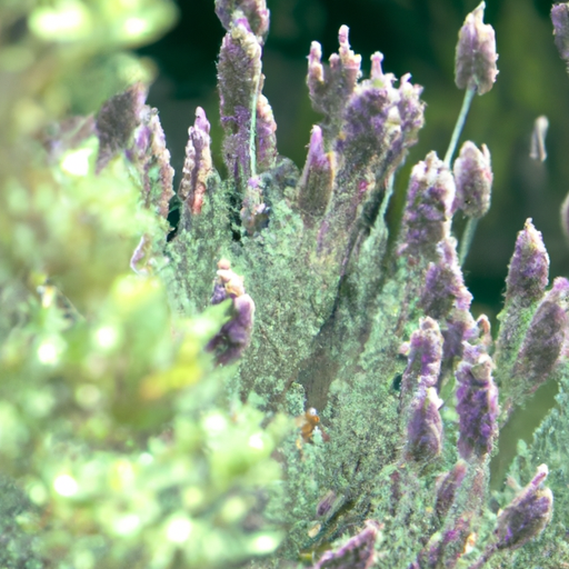 Perovskia atriplicifolia: Tutto quello che devi sapere, come trattarla naturalmente 1 Perovskia atriplicifolia: Tutto quello che devi sapere, come trattarla naturalmente