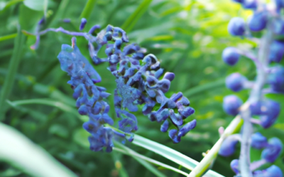 Liriope muscari : Tutto quello che devi sapere, come trattarla naturalmente